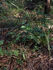 Polyscias sambucifolia