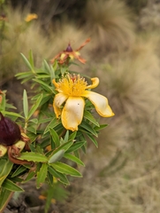 Hypericum revolutum
