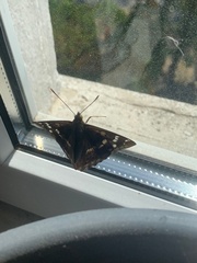 Apatura ilia