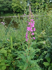 Chamaenerion angustifolium