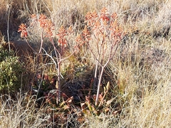 Aloe grandidentata