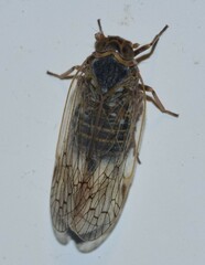 Pentastiridius