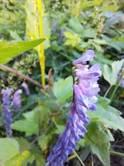 Vicia cracca