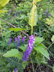 Vicia cracca