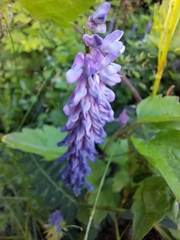 Vicia cracca