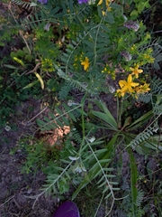 Vicia cracca