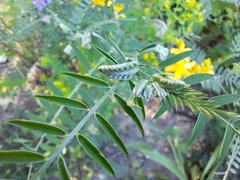 Vicia cracca