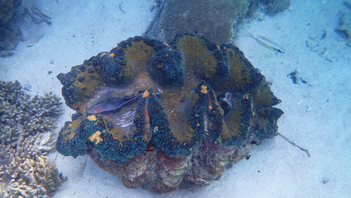 Gigas Giant Clam — seen at this dive site