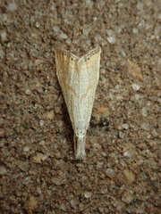 Haimbachia placidellus