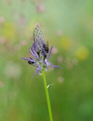 Phyteuma betonicifolium