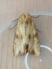 Apamea sublustris