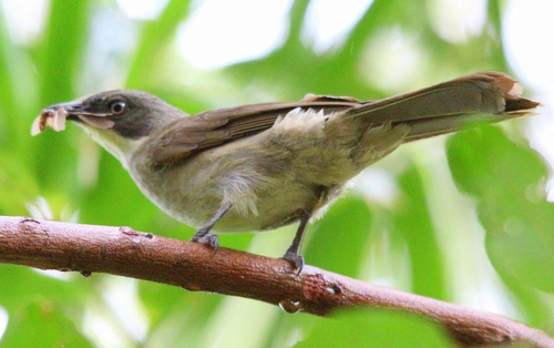 Pale-throated Greenbul
