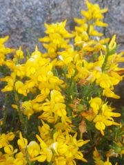 Genista triacanthos