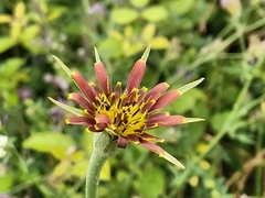 Tragopogon crocifolius
