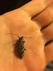 Monochamus marmorator