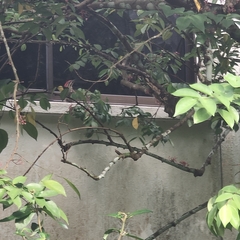 Dinopium javanense javanense