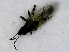 Metopoplax