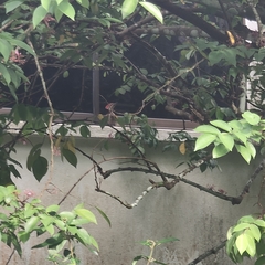 Dinopium javanense javanense