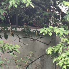 Dinopium javanense javanense