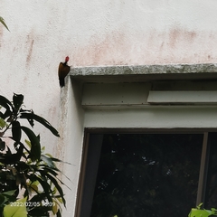 Dinopium javanense javanense