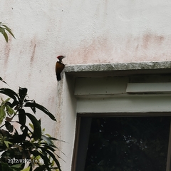 Dinopium javanense javanense