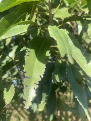 Ehretia saligna membranifolia