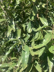 Ehretia saligna membranifolia