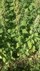 Chenopodium quinoa