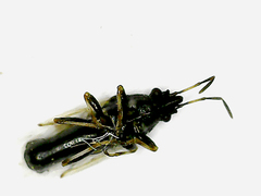 Metopoplax