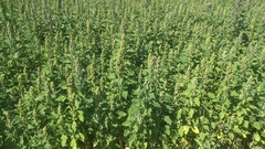 Chenopodium quinoa