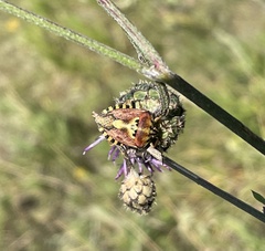 Carpocoris mediterraneus