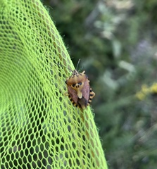 Carpocoris mediterraneus