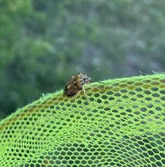 Carpocoris mediterraneus