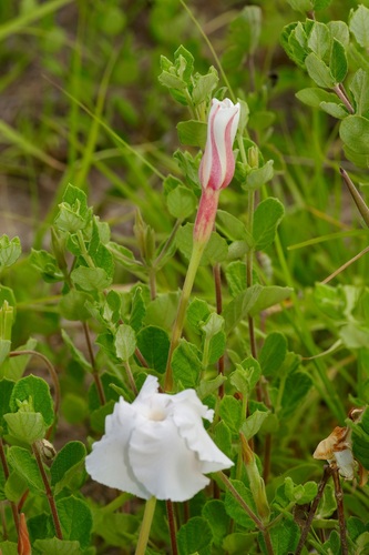 Image of Mandevilla lanuginosa by (c) Michelle W. （鍾偉瑋）, some rights reserved (CC BY)