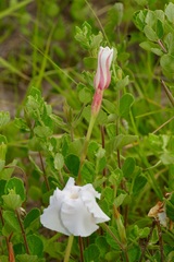 Mandevilla lanuginosa