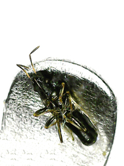 Metopoplax