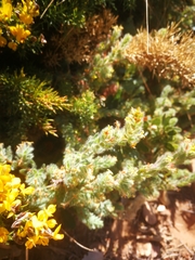 Thymelaea villosa