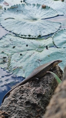 Eutropis multifasciata