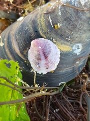 Crepipatella dilatata