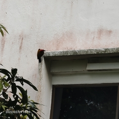 Dinopium javanense javanense