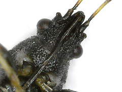 Metopoplax