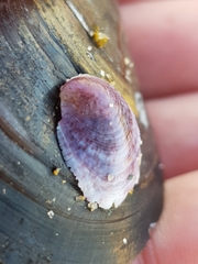 Crepipatella dilatata