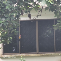 Dinopium javanense javanense