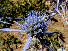 Eryngium caeruleum