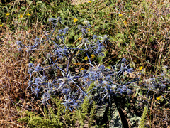 Eryngium caeruleum