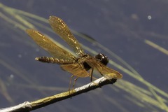 Perithemis tenera