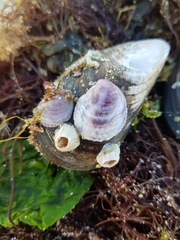 Crepipatella dilatata