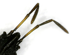 Metopoplax