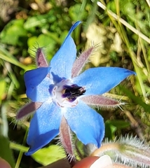 Borago officinalis
