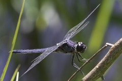 Libellula incesta